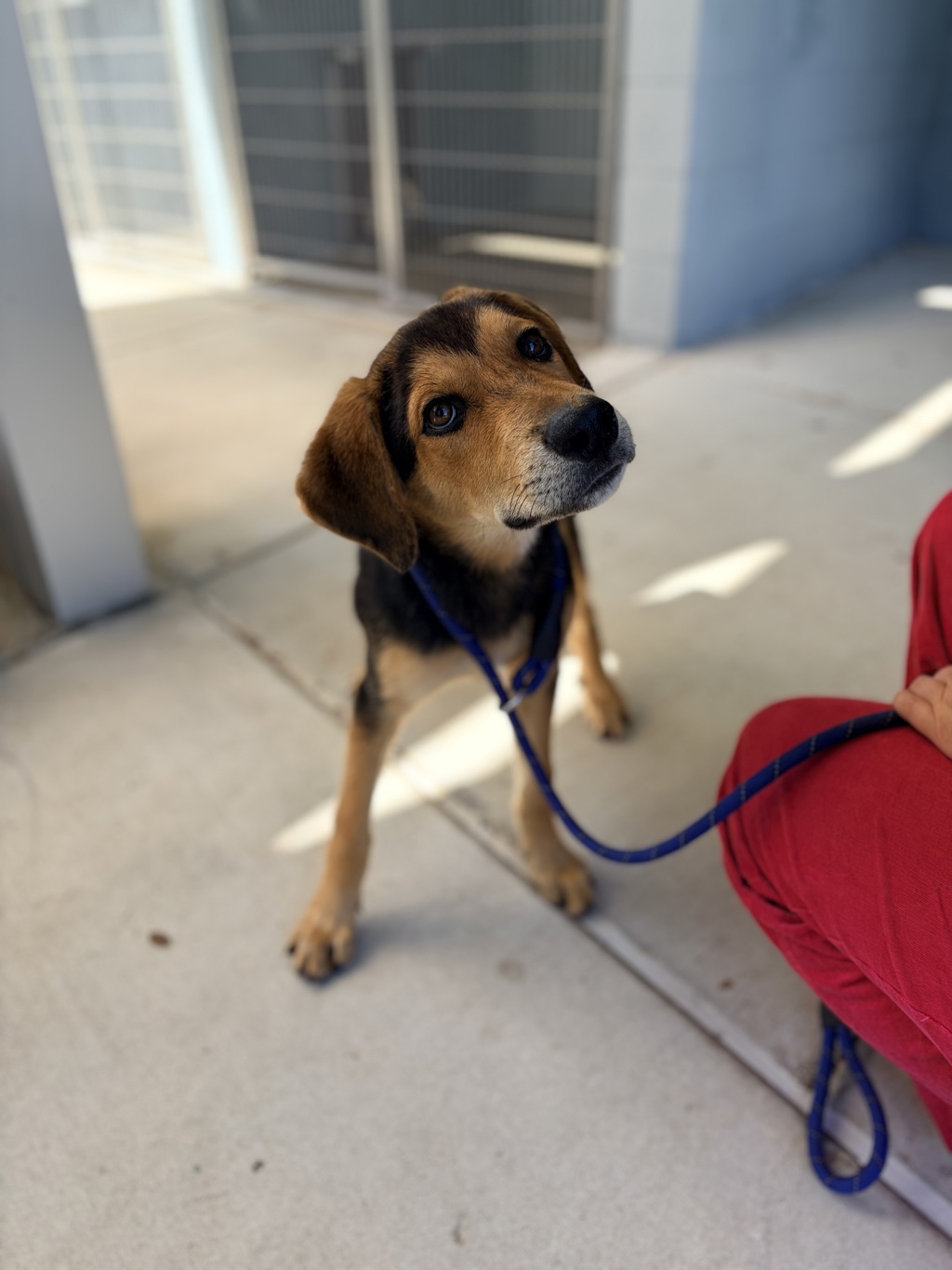 Shelter Stray Male Dog last seen Dillon Road, CARENCRO, LA, 70520, 410 Dugas Rd, Lafayette, LA 70507, USA