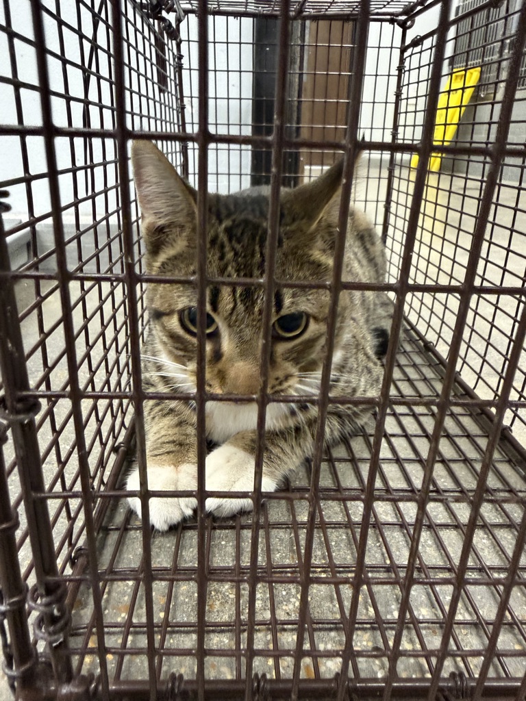 Shelter Stray Male Cat last seen Apt b,505 Stevenson Street, LAFAYETTE, LA, 70501, 410 Dugas Rd, Lafayette, LA 70507, USA