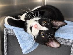 Shelter Stray Male Cat last seen Near Cromwell, BRONX, NY, 10452, 326 E 110th St, New York, NY 10029, USA