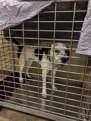 Shelter Stray Male Dog last seen Near Chestnut Ridge Road, AUSTIN, TX, 78726, 7201 Levander Loop bldg a, Austin, TX 78702, USA