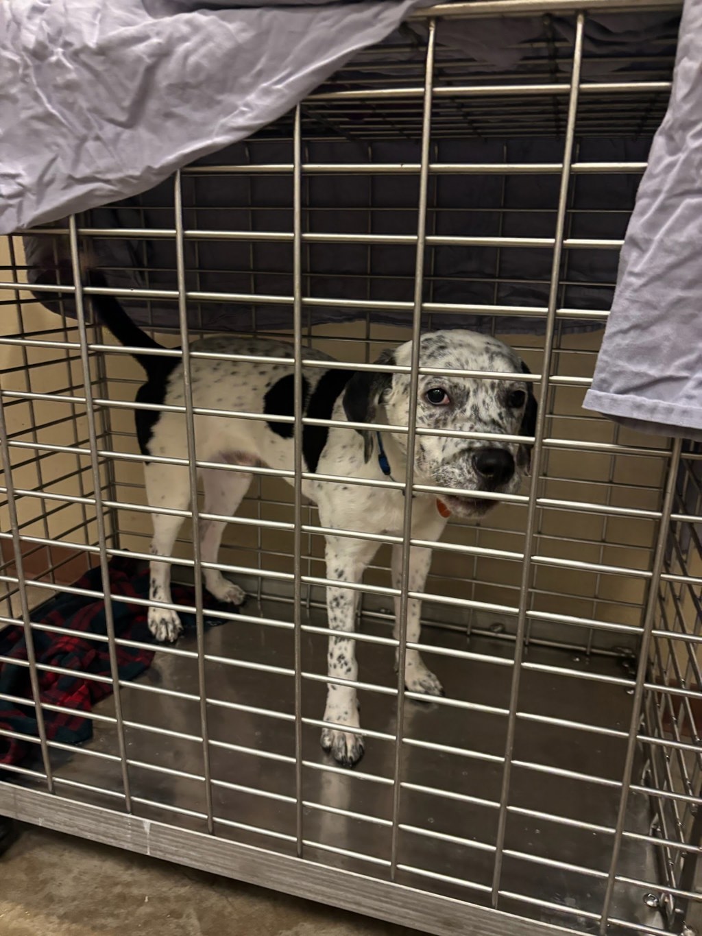 Shelter Stray Male Dog last seen Near Chestnut Ridge Road, AUSTIN, TX, 78726, 7201 Levander Loop bldg a, Austin, TX 78702, USA