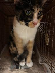 Shelter Stray Female Cat last seen Near Interstate 35, AUSTIN, TX, 78747, 7201 Levander Loop bldg a, Austin, TX 78702, USA