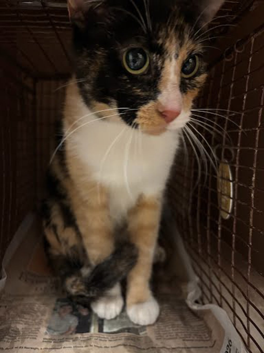 Shelter Stray Female Cat last seen Near Interstate 35, AUSTIN, TX, 78747, 7201 Levander Loop bldg a, Austin, TX 78702, USA