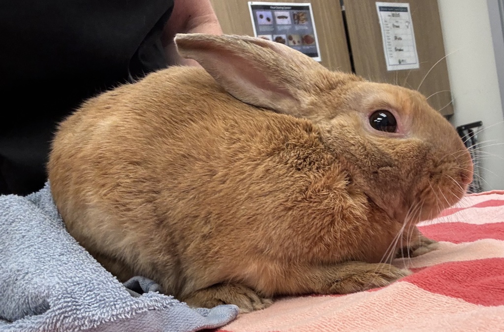 Shelter Stray Male Rabbit last seen NE Ainsworth / NE 42nd Ave, PORTLAND, OR, 97211, 1700 W Historic Columbia River Hwy, Troutdale, OR 97060, USA