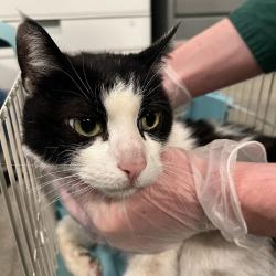 Shelter Stray Male Cat last seen Near E Grand Avenue, DES MOINES, IA, 50316, Des Moines, IA 50313