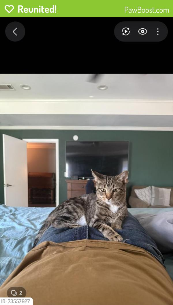 Reunited Female Cat last seen Near and brown, wylie cemetery, Wylie, TX 75098