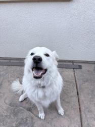 Reunited Unknown Dog last seen Vineyard Road and Wingspan Way, Vineyard, CA 95829