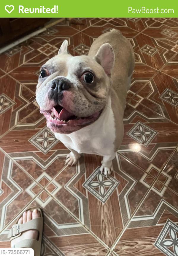 Reunited Male Dog last seen Near Panola Rd, Stone Mountain, GA 30088, Stone Mountain, GA 30088