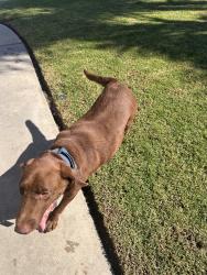 Lost Male Dog last seen Gramercy, Riverside, CA 92503