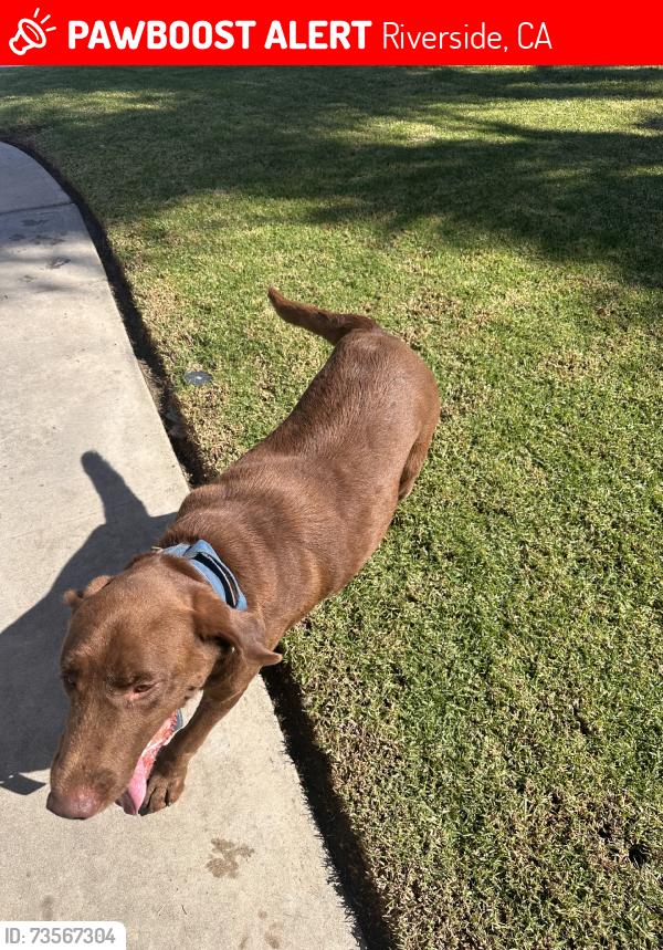 Lost Male Dog last seen Gramercy, Riverside, CA 92503