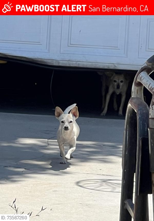 Lost Male Dog last seen Kendall and 2nd street near train tracks, San Bernardino, CA 92410