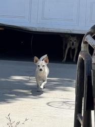 Lost Male Dog last seen Kendall and 2nd street near train tracks, San Bernardino, CA 92410