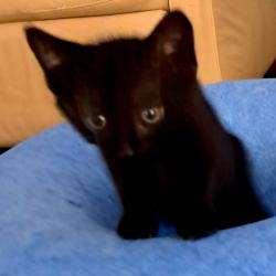 Shelter Stray Female Cat last seen , 3607 N Armenia Ave, Tampa, FL 33607, USA