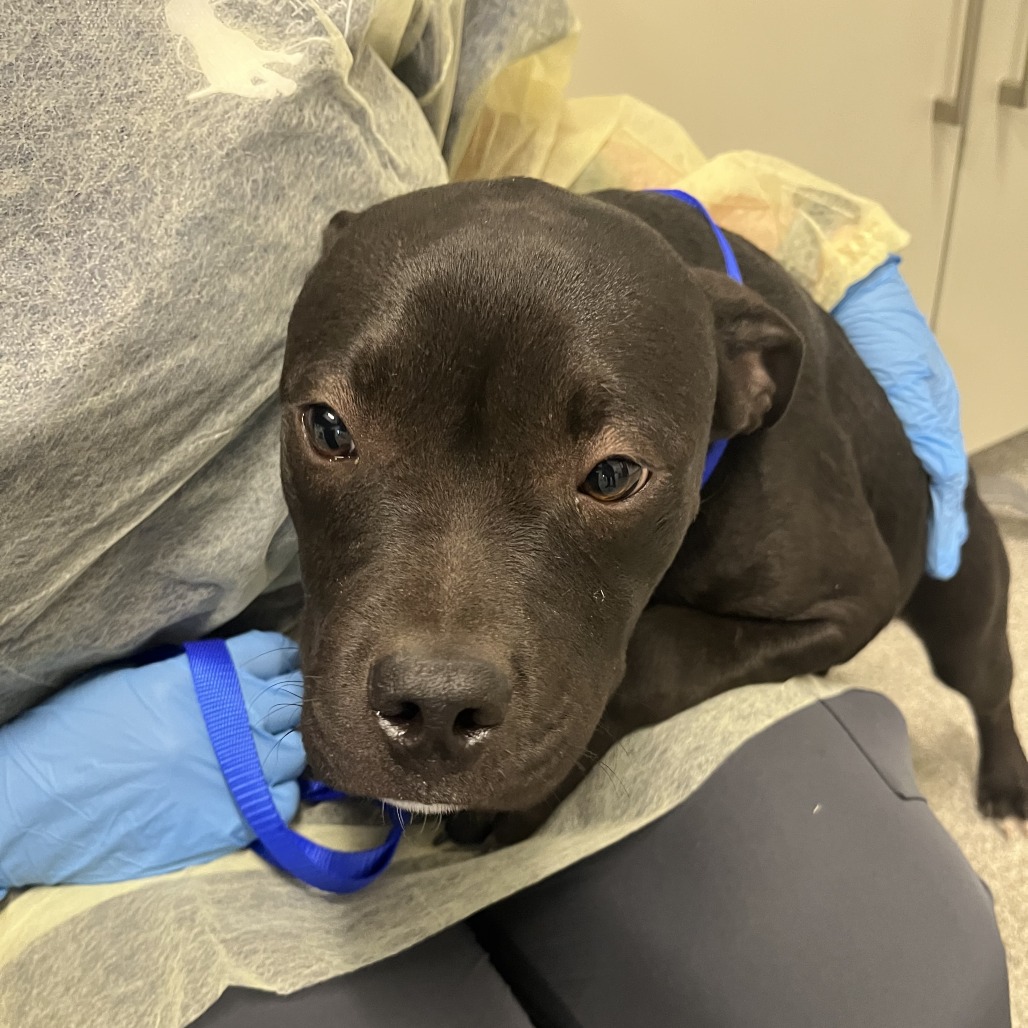 Shelter Stray Male Dog last seen , 21800 Central Ave, Matteson, IL 60443, USA