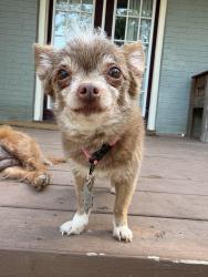 Lost Female Dog last seen Kempner St./Kemp St., Mabank, TX 75147