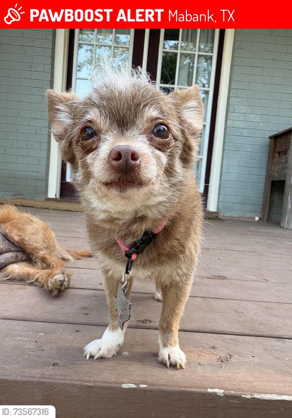 Lost Female Dog last seen Kempner St./Kemp St., Mabank, TX 75147