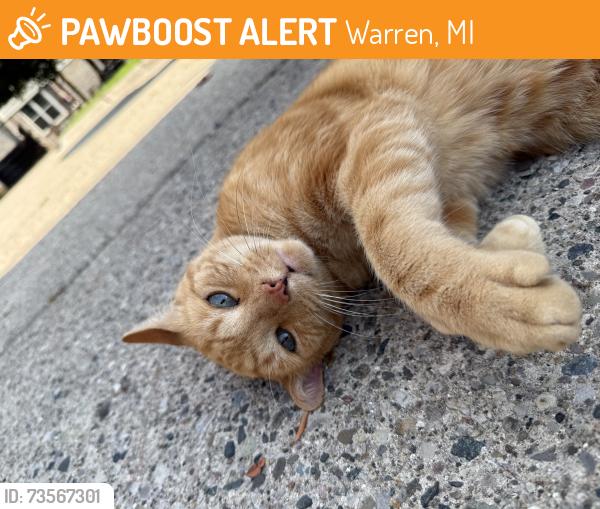 Found/Stray Male Cat last seen Stephens and Warner, Warren, MI 48091