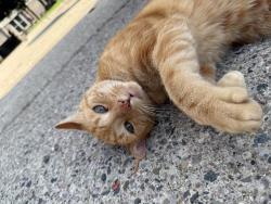 Found/Stray Male Cat last seen Stephens and Warner, Warren, MI 48091