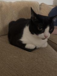 Reunited Female Cat last seen McKinley Ave and Battle, White Plains, NY 10606