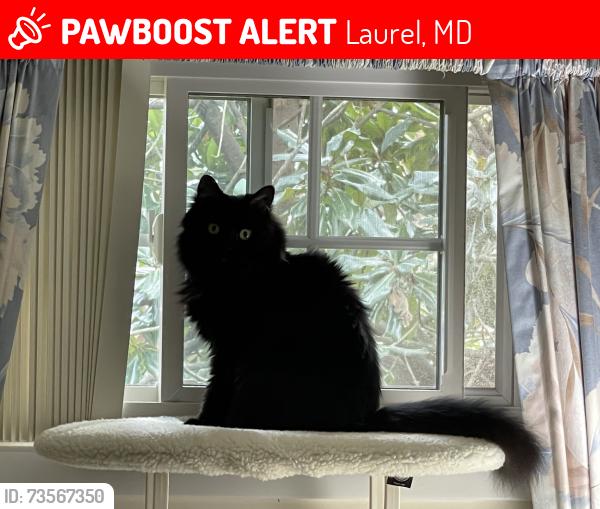 Lost Female Cat last seen Carleton Court and Bond Mill Road, Laurel, MD 20707