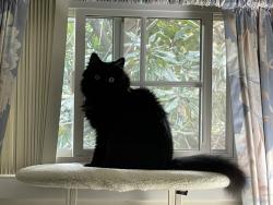 Lost Female Cat last seen Carleton Court and Bond Mill Road, Laurel, MD 20707