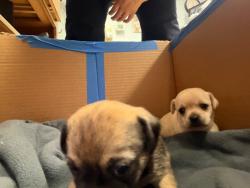 Shelter Stray Female Dog last seen Near S San Joaquin St, Stockton, CA 95206, USA, 1575 S Lincoln St, Stockton, CA 95206, USA