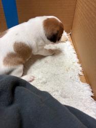 Shelter Stray Female Dog last seen Near S San Joaquin St, Stockton, CA 95206, USA, 1575 S Lincoln St, Stockton, CA 95206, USA