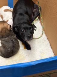 Shelter Stray Female Dog last seen Near S San Joaquin St, Stockton, CA 95206, USA, 1575 S Lincoln St, Stockton, CA 95206, USA