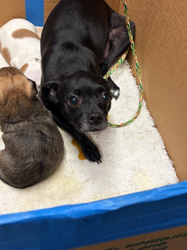Shelter Stray Female Dog last seen Near S San Joaquin St, Stockton, CA 95206, USA, 1575 S Lincoln St, Stockton, CA 95206, USA