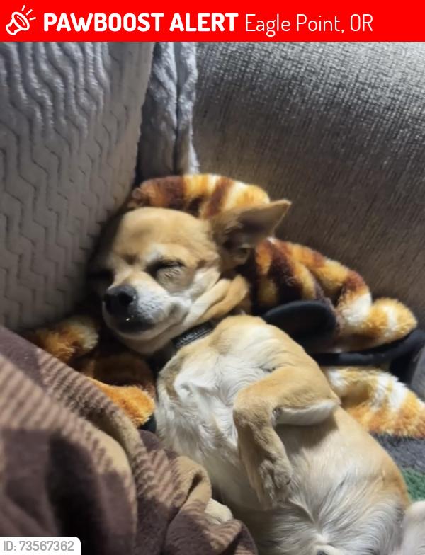 Lost Male Dog last seen Nick Young Rd Eagle Point, Eagle Point, OR 97524