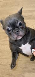 Lost Female Dog last seen Pierce apmts, Los Angeles, CA 91331