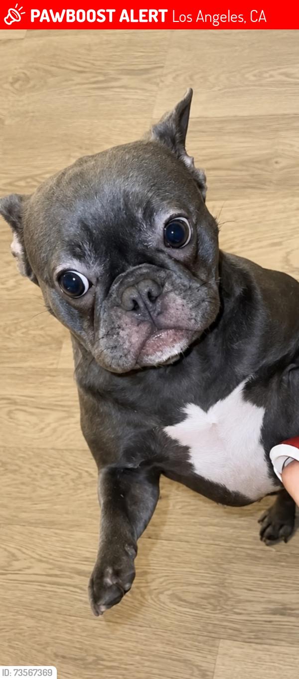 Lost Female Dog last seen Pierce apmts, Los Angeles, CA 91331