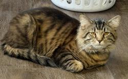 Reunited Male Cat last seen Near Thixton Ln, Louisville, KY, Louisville, KY 40229