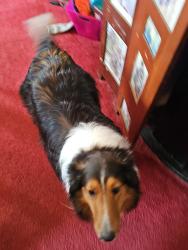 Reunited Male Dog last seen Military hwy, Chesapeake, VA 23320