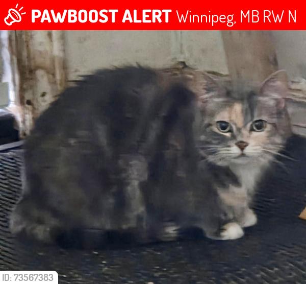 Lost Female Cat last seen PAR & MACKENZIE, Winnipeg, MB R2W 1N5