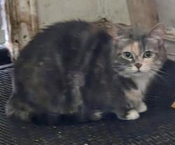 Lost Female Cat last seen PAR & MACKENZIE, Winnipeg, MB R2W 1N5