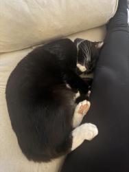 Reunited Male Cat last seen Bromborough Avenue, Withington, England 