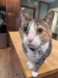 Lost Female Cat last seen Upper Arlington, Columbus, OH 43221