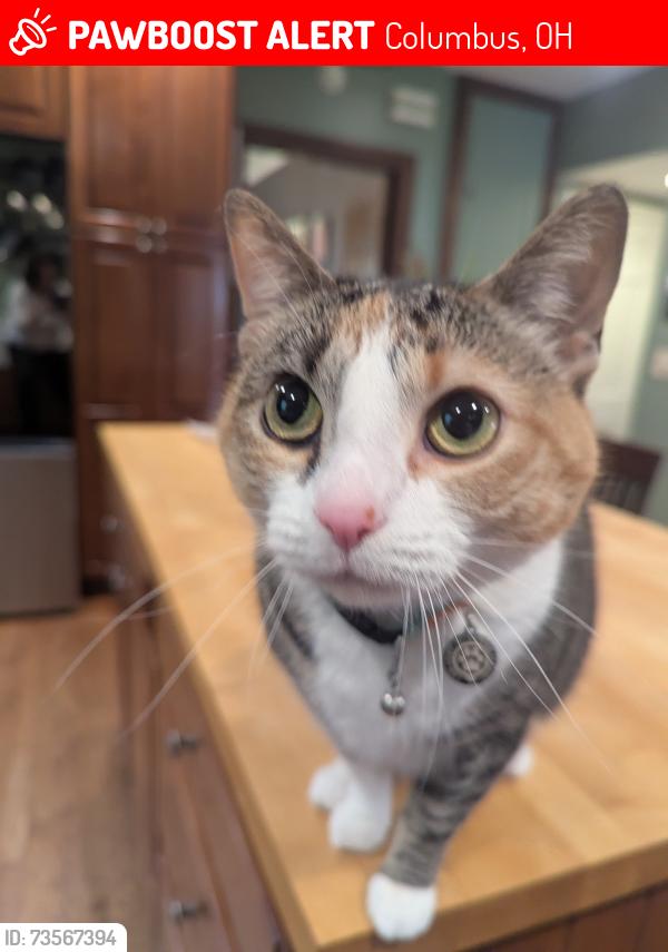 Lost Female Cat last seen Upper Arlington, Columbus, OH 43221