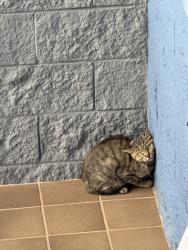 Found/Stray Unknown Cat last seen Vann ness & Eddy, San Francisco, CA 94109