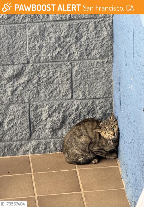 Found/Stray Unknown Cat last seen Vann ness & Eddy, San Francisco, CA 94109