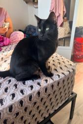 Reunited Male Cat last seen Near jersey ave, New Brunswick, NJ 08901