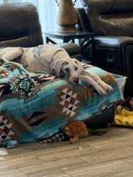 Reunited Female Dog last seen CR 6000 & FM 2378, Lubbock, TX 79407