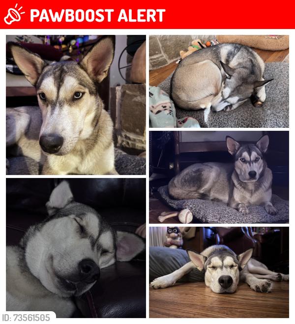 Lost Female Dog last seen 3094, 2451, Kaufman County, TX 75158