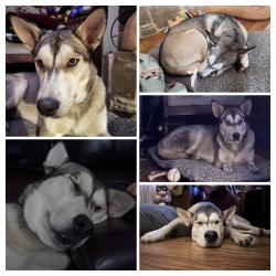 Lost Female Dog last seen 3094, 2451, Kaufman County, TX 75158