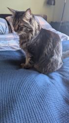 Reunited Male Cat last seen 15th avenue, San Francisco, CA 94122