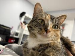 Lost Female Cat last seen Near Dorothy drive, Aurora, IL 60504