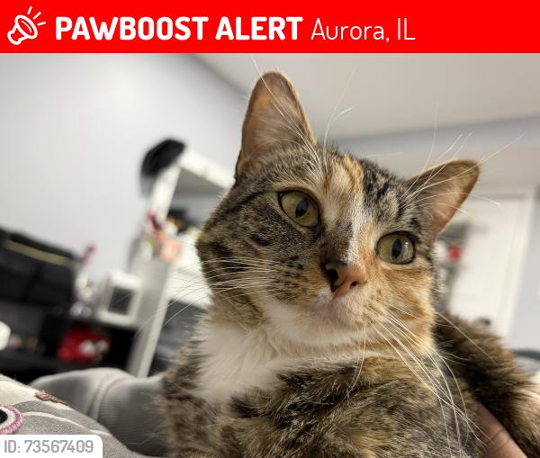 Lost Female Cat last seen Near Dorothy drive, Aurora, IL 60504
