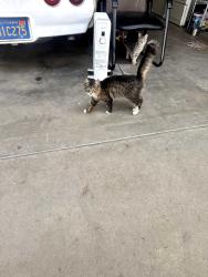 Found/Stray Male Cat last seen E Kern and S Laspina, Tulare, CA 93274