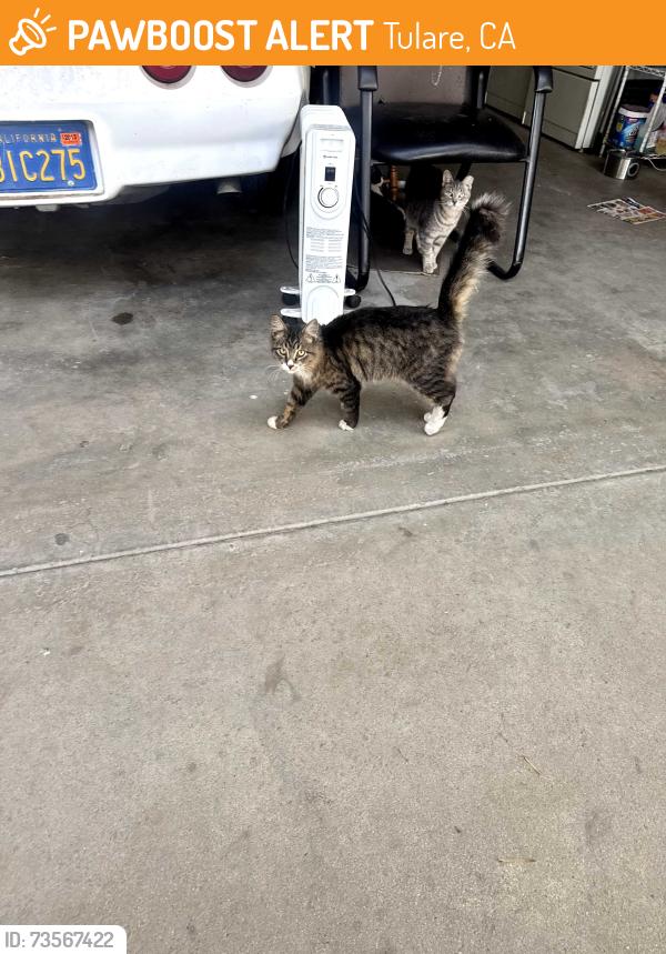 Found/Stray Male Cat last seen E Kern and S Laspina, Tulare, CA 93274